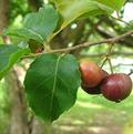 Flacourtia jangomans
